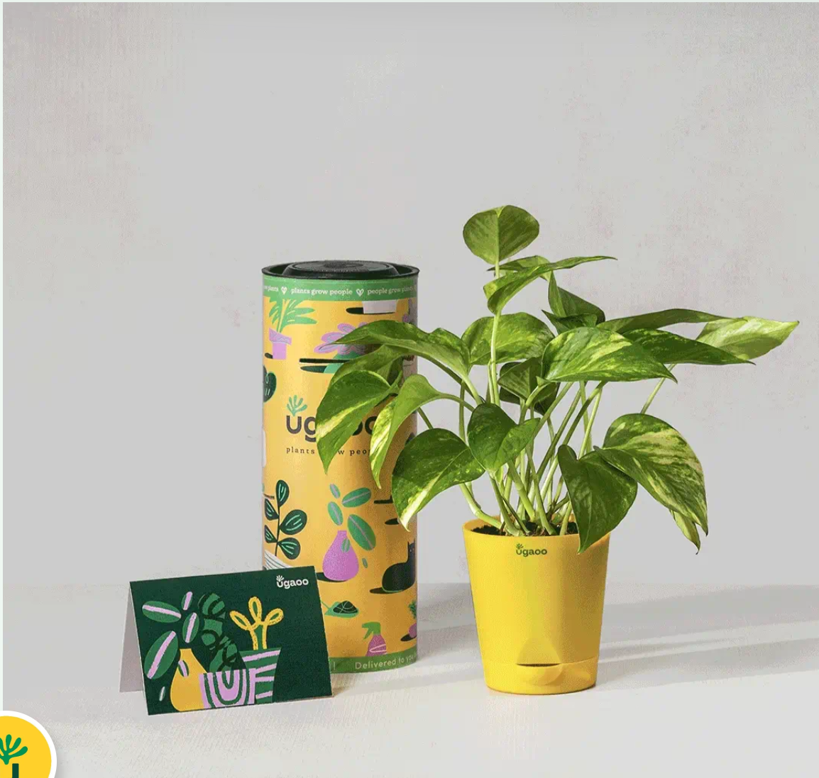 Plant Subscription Box